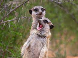 hugging meerkats