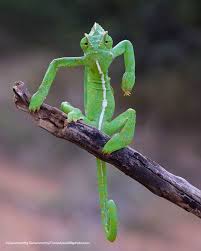 angry lizard
