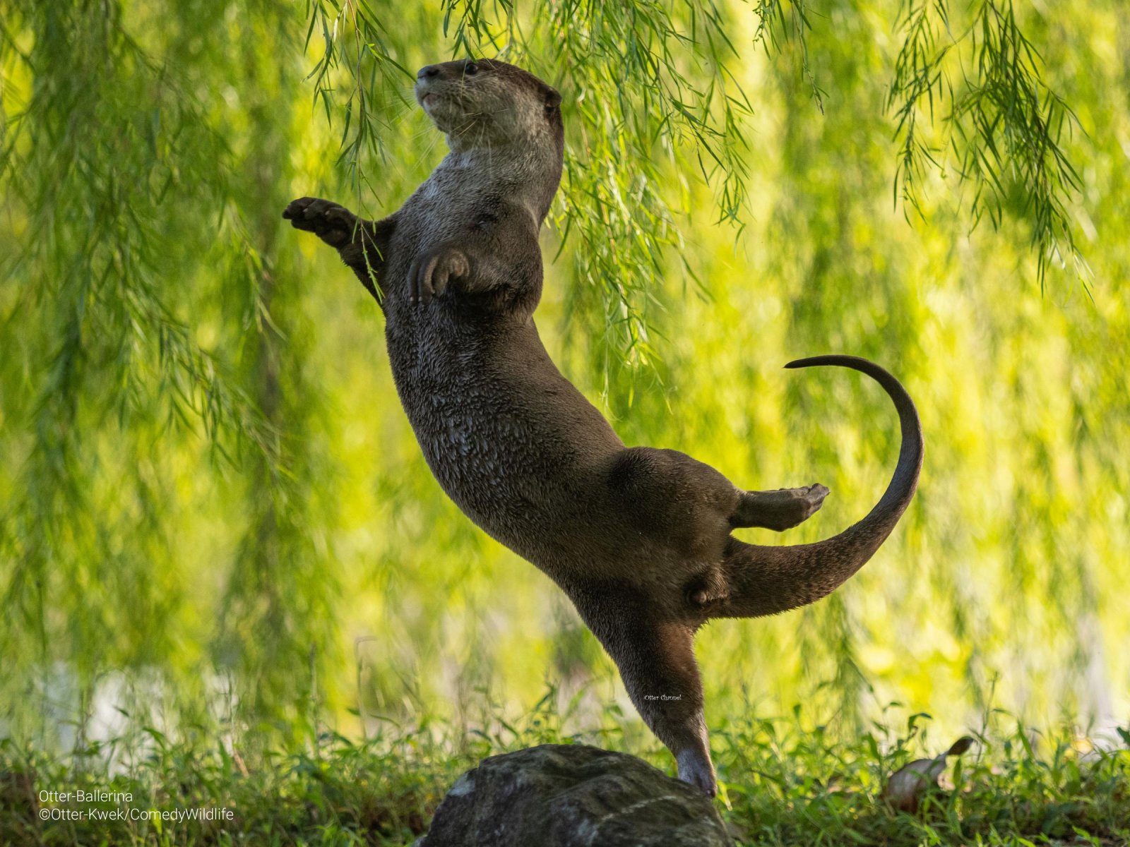 dancing otter